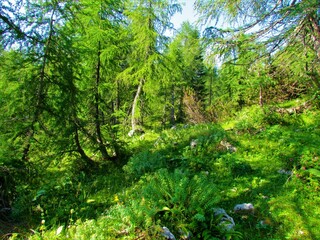 Bright mountain larch forest above Pokljuka in Triglav national park in Slovenia with lush vegetation covering the floor