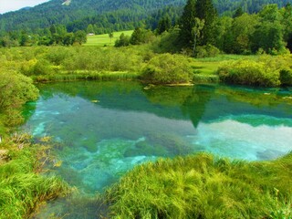 Fototapeta premium Lake at Zelenci at the spring of Sava dolinka near Kranjska gora, Slovenia surrounded by lush vegetation and weetland reeds