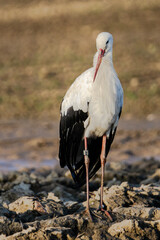 The white stork occurs and nests throughout Europe except the British Isles and northern Scandinavia. It also nests in Northwest Africa and Central Asia. 