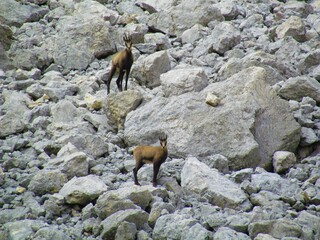 Pair of chamois (Rupicapra rupicapra) standing on rocks and looking at the camera