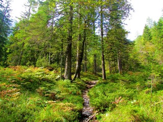 Beech and spruce forest in Slovenia with ferns covering the forest floor and a path leading towards Pod Špik