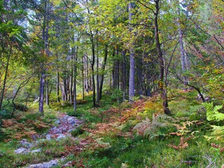 Obraz premium Beautiful colorful beech and larch forest in autumn in Slovenia with ferns covering the forest floor and path leading towards Pod Špik