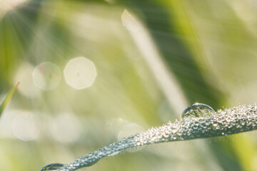 Dew drop of water sparkle with sunlight in morning on a green grass leaf  ,nature background .