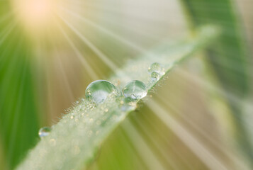Dew drop of water sparkle with sunlight in morning on a green grass leaf  ,nature background .