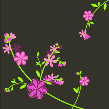nature blossoming pink flowers on dark background