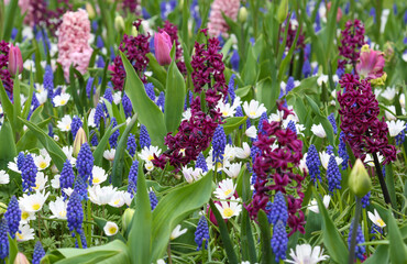 Bunte Frühlingsblumen auf einer blühenden Wiese	
