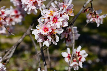 Fototapeta na wymiar Close up, several tree branches with rosacea and white flowers of fruit tree or cherry blossom (sakura) and bee among the flowers in the field