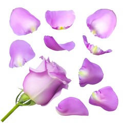 Realistic rose petals. Vector illustration with mesh gradients. EPS10.