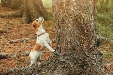 Small and cute Jack Russell Terrier dog with a collar stands near a tree and looks up, hunting a...