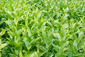 Veratrum it is a common perennial plant with a strong poison and alkaloids
