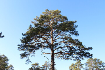 Pine trees branches against blue sky