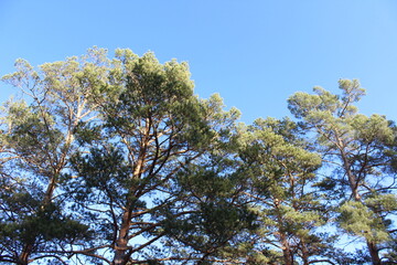 Pine trees branches against blue sky
