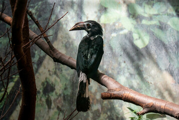 A black tropical bird