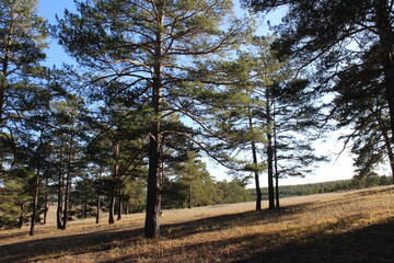 Obraz premium Pine forest trees
