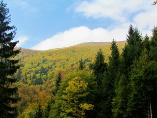 Scenic view of Porezen mountain in Gorenjska region of pre-alpine Slovenia in autumn with beautiful yellof forest canopy