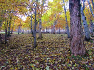 Beautiful mapple and beech forest under Porezen in Slovenia in fall with yellow and red foliage