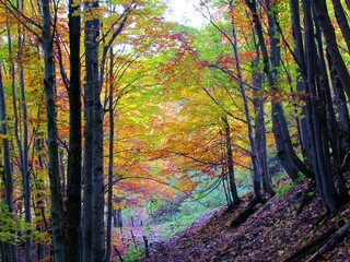 Beutiful colorful beech forest under Porezen in Slovenia in fall with yellow and red foliage