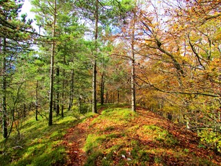 Colorful bright yellow and green scots pine (Pinus sylvestris) and beech (Fagus sylvatica) in autumn in Slovenia