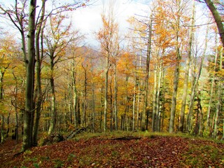 Colorful bright yellow and orange beech (Fagus sylvatica) forest in autumn in Slovenia