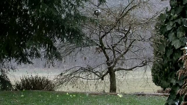 Schneefall im Fr&uuml;hling (die ersten gelben Primeln bl&uuml;hen bereits)