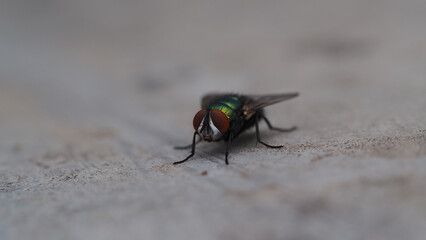 Blow Fly Makro Picture