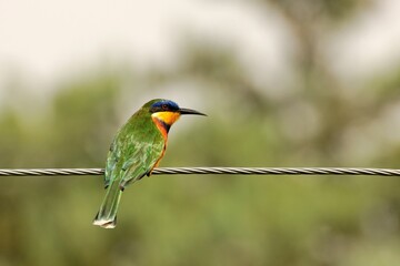 Ein Blaubrutspint (Merops variegatus) auf einer Stromleitung.