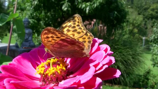 Ein Kaisermantelfalter saugt Nektar von den gelben Bl&uuml;tenf&auml;den einer pinken Zinnie (Makroaufnahme)
