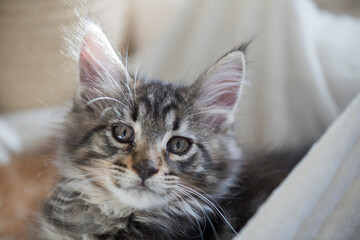 Maine Coon Kitten black-tabby