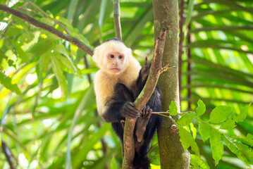 White-faced capuchin, Cebus capucinus, in a tree in the jungle
