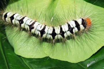 caterpillar on leaf