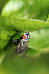 A fly on a leaf