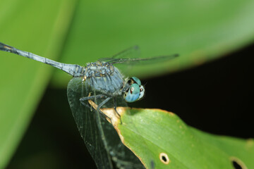 A dragonfly on leaf