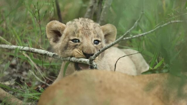 Medium close up of a tiny lion cub chewing on a branch, Greater Kruger. 