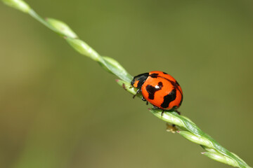 ladybug on a leaf