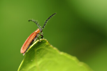 A red bug on a leaf