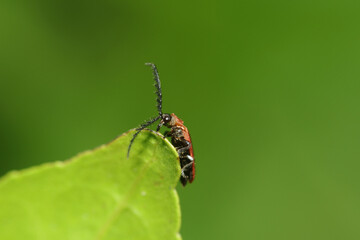 A red bug on leaf