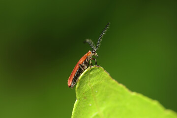 A red bug on leaf