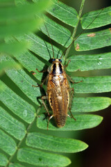 A cockroach on branch in nature