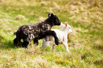 Fototapeta na wymiar Black and white lambs