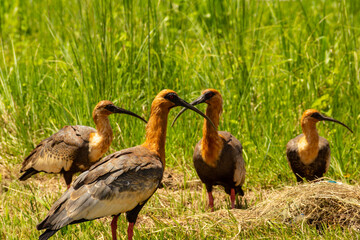 Quatro aves se alimentando no capim.  Theristicus caudatus.