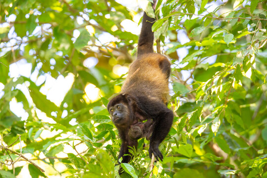 Howler monkey, Mantled howler, Alouatta palliata with a baby