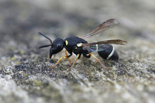 Closeup on a small black and white potter wasp, Microdynerus exilis, sitting with open wings o