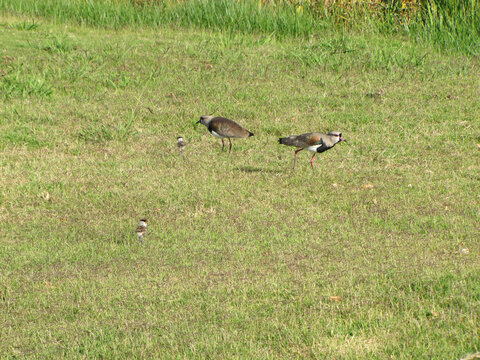 Couple o southern lapwing couple look after their children in the field.