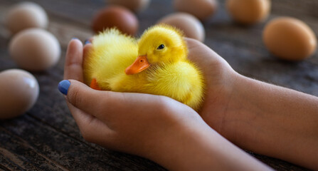 A new born yellow duckling named pluton at the hands of a girl.  - obrazy, fototapety, plakaty