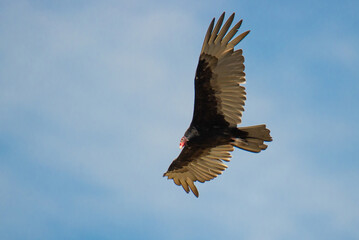 American turkey vulture, Cathartes aura, flying in the sky