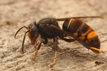 Closeup on a worker Asian long legged predatory hornet, Vespa velutina sitting on a piece of wood