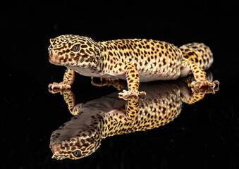 Closeup shot of a Leopard Gecko reflected on the mirror