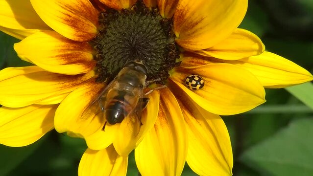 Ein Schachbrett-Marienkäfer und eine Mistbiene auf einer Sonnenblume (Makroaufnahme, Originalton)