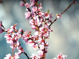 Blossom early spring season in village 