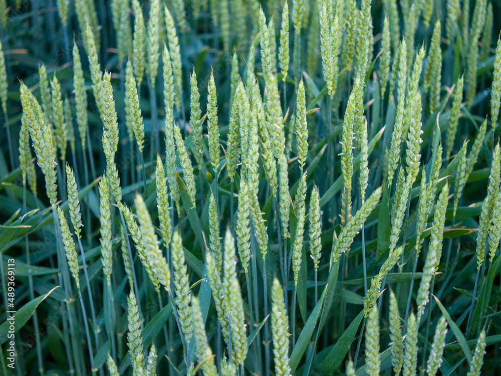 Sticker Closeup shot of wheat growing in the field